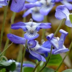 FuturePlanter Duft-Veilchen (Viola Odorata)