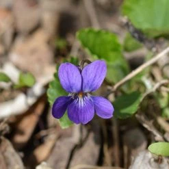FuturePlanter Duft-Veilchen (Viola Odorata)