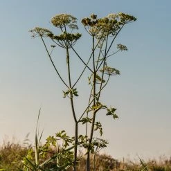 FuturePlanter Echte Engelwurz (Angelica Archangelica) Alle Pflanzen Im Shop