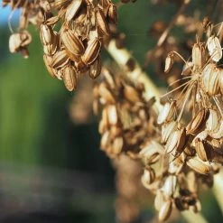 FuturePlanter Echte Engelwurz (Angelica Archangelica) Alle Pflanzen Im Shop