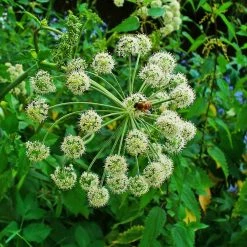 FuturePlanter Echte Engelwurz (Angelica Archangelica) Alle Pflanzen Im Shop
