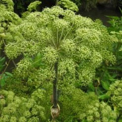 FuturePlanter Echte Engelwurz (Angelica Archangelica) Alle Pflanzen Im Shop