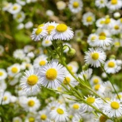 FuturePlanter Echte Kamille (Matricaria Chamomilla) Alle Pflanzen Im Shop 12 FuturePlanter Echte Kamille (Matricaria Chamomilla) Alle Pflanzen Im Shop