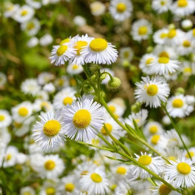 FuturePlanter Echte Kamille (Matricaria Chamomilla) Alle Pflanzen Im Shop 5 FuturePlanter Echte Kamille (Matricaria Chamomilla) Alle Pflanzen Im Shop