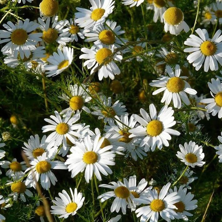 FuturePlanter Echte Kamille (Matricaria Chamomilla) Alle Pflanzen Im Shop 6 FuturePlanter Echte Kamille (Matricaria Chamomilla) Alle Pflanzen Im Shop