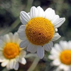 FuturePlanter Echte Kamille (Matricaria Chamomilla) Alle Pflanzen Im Shop 11 FuturePlanter Echte Kamille (Matricaria Chamomilla) Alle Pflanzen Im Shop