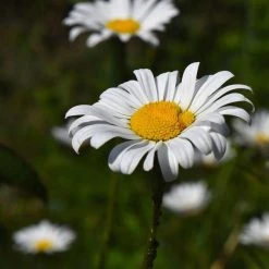 FuturePlanter Echte Kamille (Matricaria Chamomilla) Alle Pflanzen Im Shop