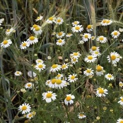 FuturePlanter Echte Kamille (Matricaria Chamomilla) Alle Pflanzen Im Shop 14 FuturePlanter Echte Kamille (Matricaria Chamomilla) Alle Pflanzen Im Shop