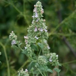 FuturePlanter Echte Katzenminze (Nepeta Cataria)
