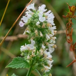 FuturePlanter Echte Katzenminze (Nepeta Cataria)
