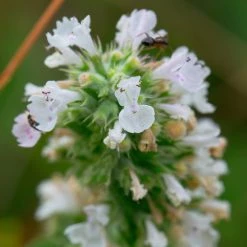 FuturePlanter Echte Katzenminze (Nepeta Cataria)