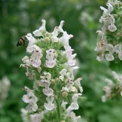 FuturePlanter Echte Katzenminze (Nepeta Cataria)