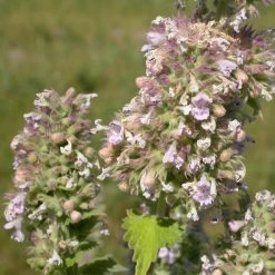 FuturePlanter Echte Katzenminze (Nepeta Cataria)