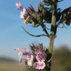 FuturePlanter Echte Katzenminze (Nepeta Cataria)