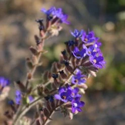 FuturePlanter Echte Ochsenzunge (Anchusa Officinalis) 14 FuturePlanter Echte Ochsenzunge (Anchusa Officinalis)