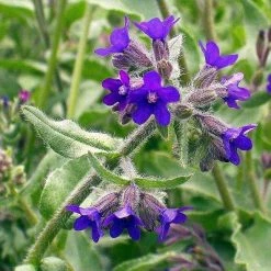 FuturePlanter Echte Ochsenzunge (Anchusa Officinalis) 11 FuturePlanter Echte Ochsenzunge (Anchusa Officinalis)