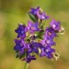 FuturePlanter Echte Ochsenzunge (Anchusa Officinalis)