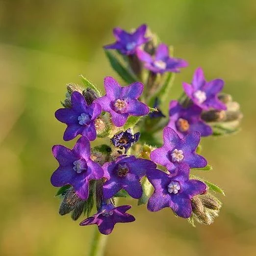 FuturePlanter Echte Ochsenzunge (Anchusa Officinalis) 1 FuturePlanter Echte Ochsenzunge (Anchusa Officinalis)