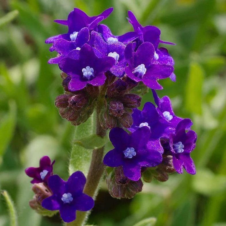 FuturePlanter Echte Ochsenzunge (Anchusa Officinalis) 3 FuturePlanter Echte Ochsenzunge (Anchusa Officinalis)