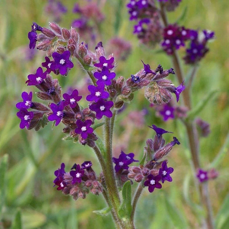 FuturePlanter Echte Ochsenzunge (Anchusa Officinalis) 2 FuturePlanter Echte Ochsenzunge (Anchusa Officinalis)