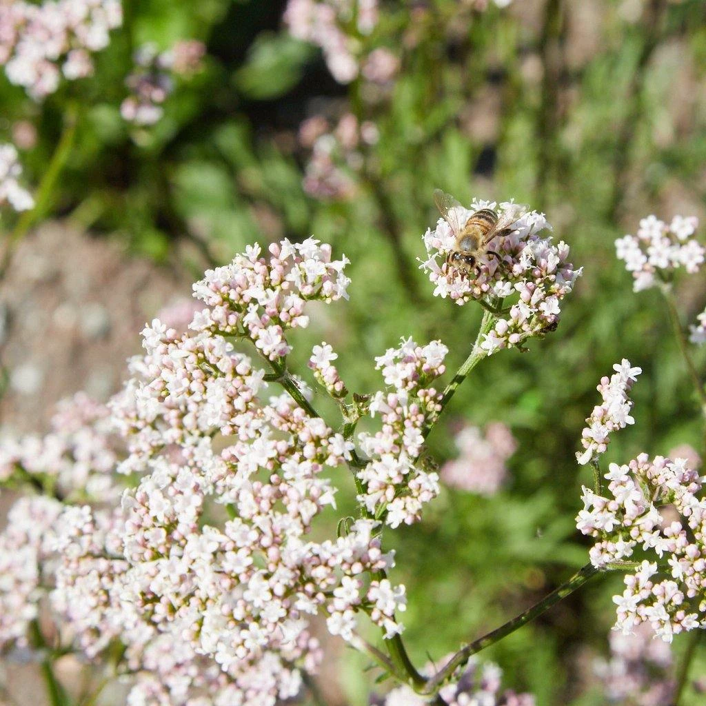FuturePlanter Echter Baldrian (Valeriana Officinalis) Alle Pflanzen Im Shop 4 FuturePlanter Echter Baldrian (Valeriana Officinalis) Alle Pflanzen Im Shop