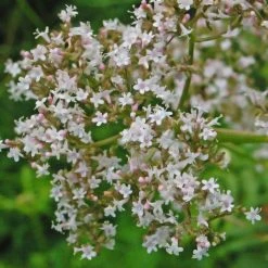 FuturePlanter Echter Baldrian (Valeriana Officinalis) Alle Pflanzen Im Shop 13 FuturePlanter Echter Baldrian (Valeriana Officinalis) Alle Pflanzen Im Shop