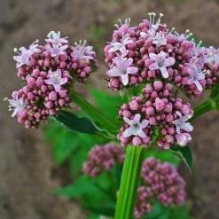 FuturePlanter Echter Baldrian (Valeriana Officinalis) Alle Pflanzen Im Shop 12 FuturePlanter Echter Baldrian (Valeriana Officinalis) Alle Pflanzen Im Shop