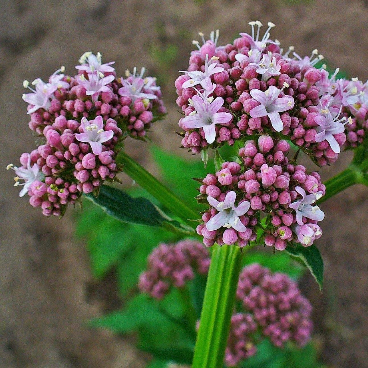 FuturePlanter Echter Baldrian (Valeriana Officinalis) Alle Pflanzen Im Shop 5 FuturePlanter Echter Baldrian (Valeriana Officinalis) Alle Pflanzen Im Shop