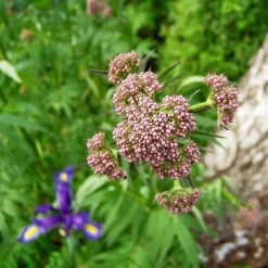 FuturePlanter Echter Baldrian (Valeriana Officinalis) Alle Pflanzen Im Shop 14 FuturePlanter Echter Baldrian (Valeriana Officinalis) Alle Pflanzen Im Shop