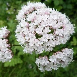FuturePlanter Echter Baldrian (Valeriana Officinalis) Alle Pflanzen Im Shop