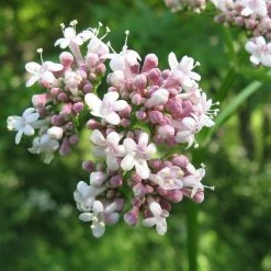 FuturePlanter Echter Baldrian (Valeriana Officinalis) Alle Pflanzen Im Shop 10 FuturePlanter Echter Baldrian (Valeriana Officinalis) Alle Pflanzen Im Shop