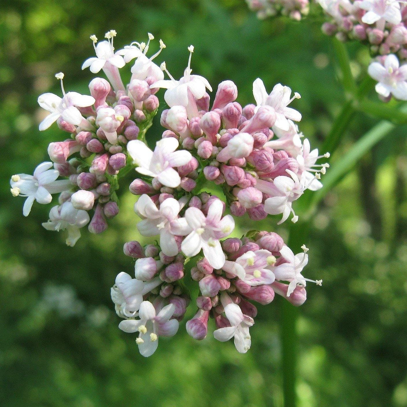 FuturePlanter Echter Baldrian (Valeriana Officinalis) Alle Pflanzen Im Shop 3 FuturePlanter Echter Baldrian (Valeriana Officinalis) Alle Pflanzen Im Shop