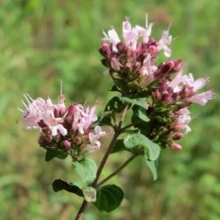 FuturePlanter Wilder Majoran (Origanum Vulgare)