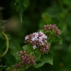FuturePlanter Wilder Majoran (Origanum Vulgare)