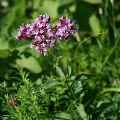 FuturePlanter Wilder Majoran (Origanum Vulgare)