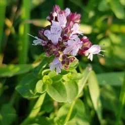 FuturePlanter Wilder Majoran (Origanum Vulgare)