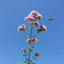 FuturePlanter Wilder Majoran (Origanum Vulgare)