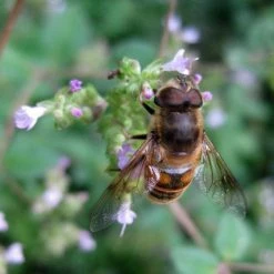 FuturePlanter Wilder Majoran (Origanum Vulgare)
