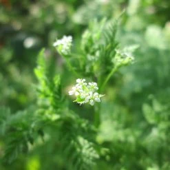 FuturePlanter Echter Kerbel (Anthriscus Cerefolium) Alle Pflanzen Im Shop