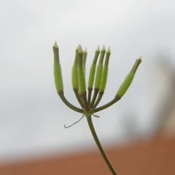 FuturePlanter Echter Kerbel (Anthriscus Cerefolium) Alle Pflanzen Im Shop