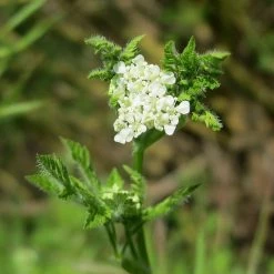 FuturePlanter Echter Kerbel (Anthriscus Cerefolium) Alle Pflanzen Im Shop