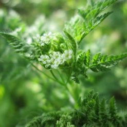 FuturePlanter Echter Kerbel (Anthriscus Cerefolium) Alle Pflanzen Im Shop