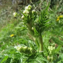 FuturePlanter Echter Kerbel (Anthriscus Cerefolium) Alle Pflanzen Im Shop