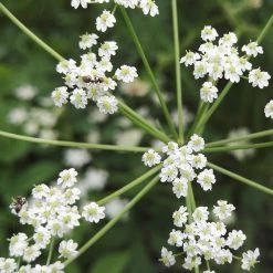 FuturePlanter Echter Kümmel (Carum Carvi)