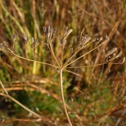 FuturePlanter Echter Kümmel (Carum Carvi)