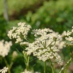FuturePlanter Echter Kümmel (Carum Carvi)