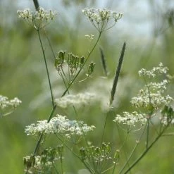 FuturePlanter Echter Kümmel (Carum Carvi)