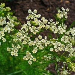 FuturePlanter Echter Kümmel (Carum Carvi)