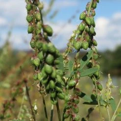FuturePlanter Echter Steinklee (Melilotus Officinalis) 15 FuturePlanter Echter Steinklee (Melilotus Officinalis)