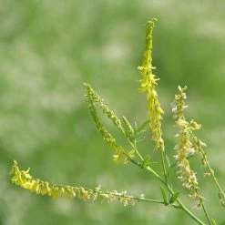 FuturePlanter Echter Steinklee (Melilotus Officinalis) 10 FuturePlanter Echter Steinklee (Melilotus Officinalis)